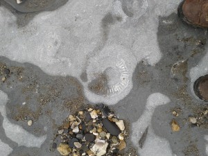 The ammonite pavement at Lyme Regis,